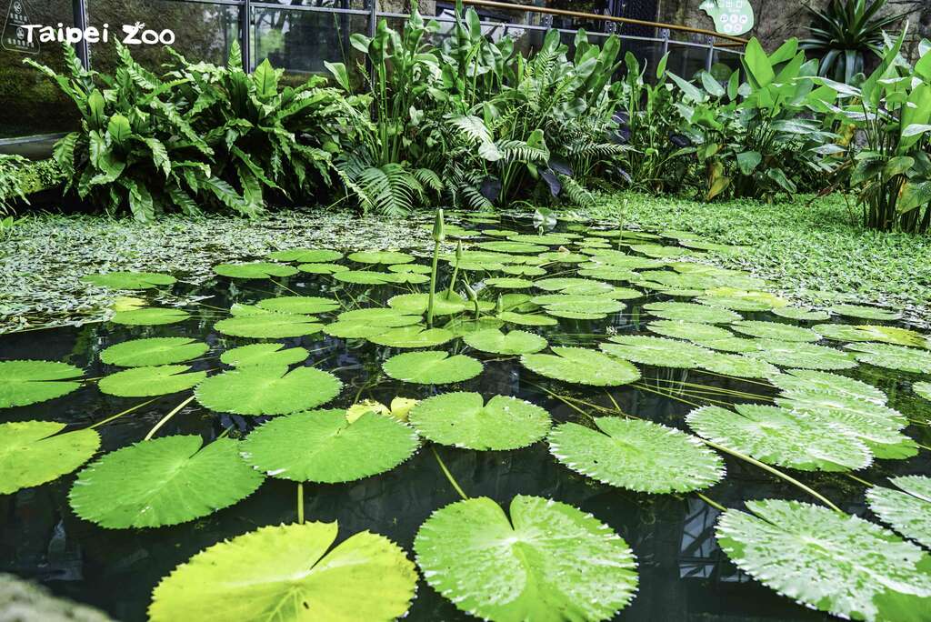 穿山甲馆2楼有一片水生植物池，种植许多原产於热带雨林的水生植物（绿睡莲）