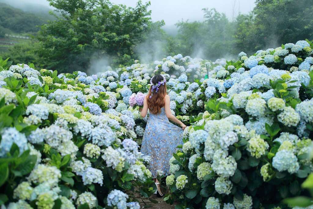 2022 Zhuzihu Hydrangea Festival Kicks-off on May 20