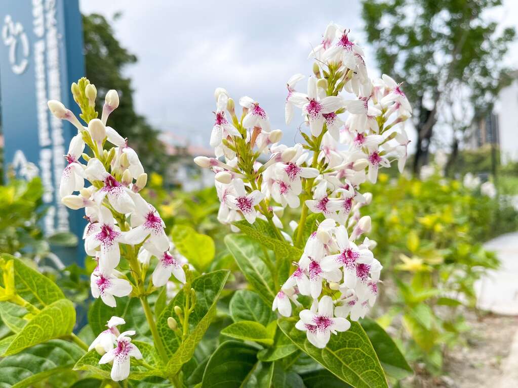「迪化レジャー運動公園」で百花繚乱