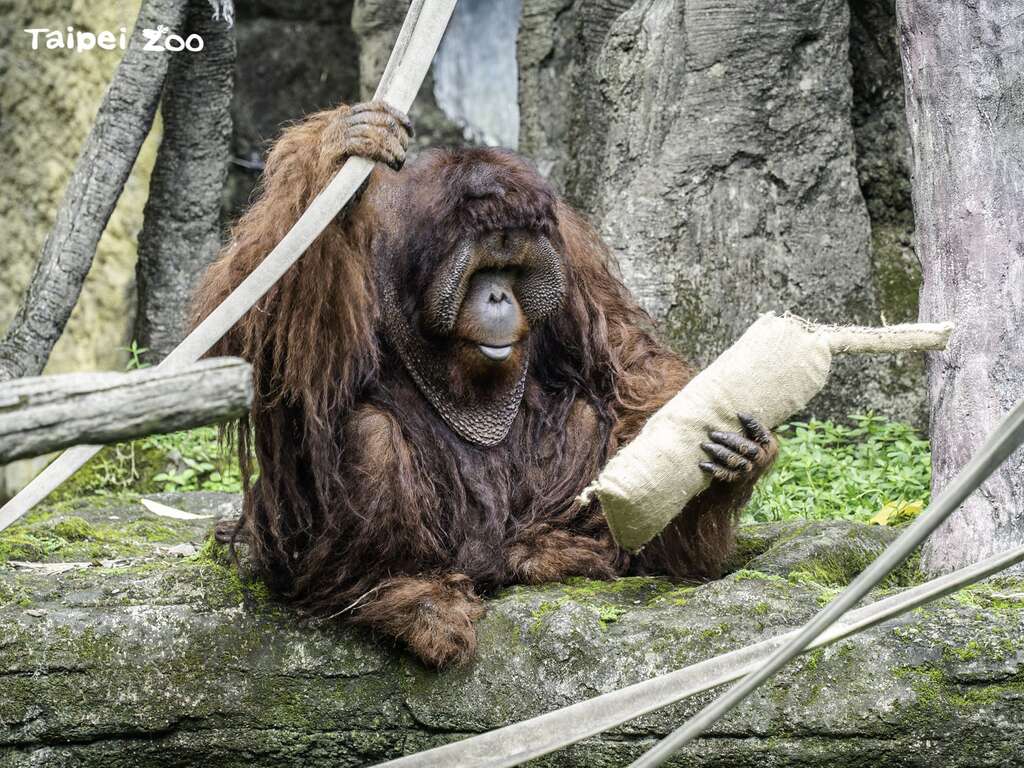 台北市立動物園 麻袋を使って動物を保護