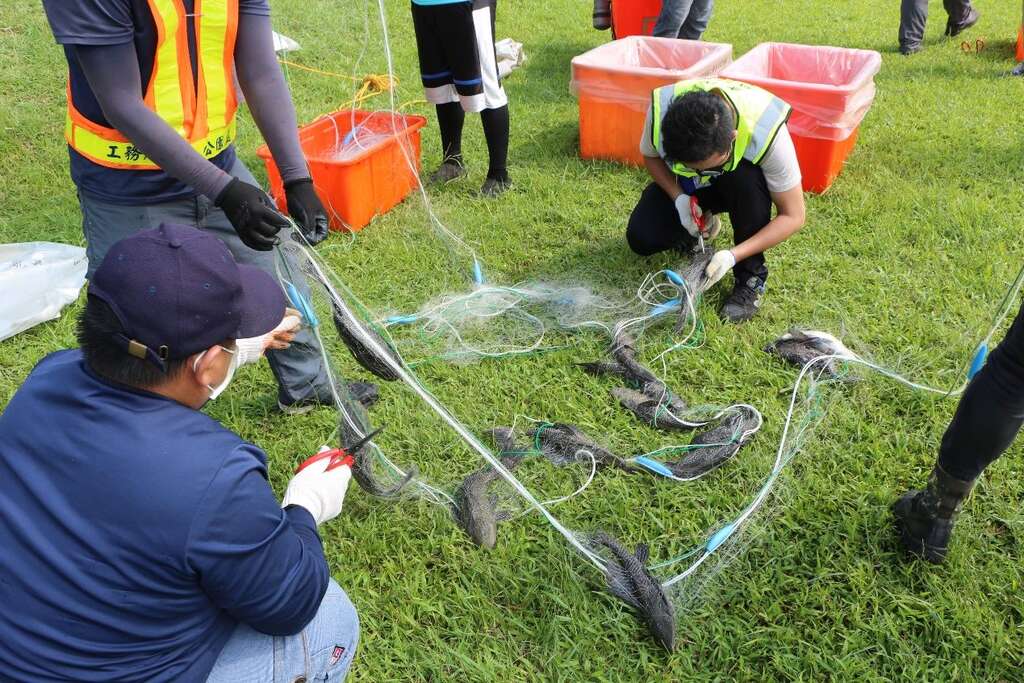 大湖、碧湖外来鱼种以琵琶鼠鱼对生态危害最为严重