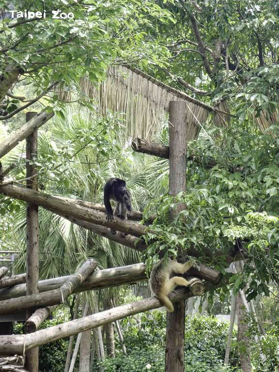 黑吼猴家族終於在近期正式與大家見面