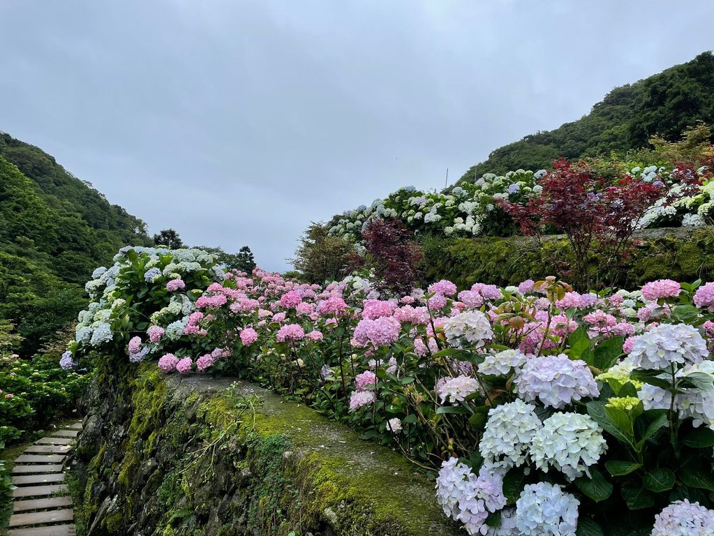 每年5、6月竹子湖地区盛开五颜六色的绣球花，欢迎大家来这里饱览绣球花之美