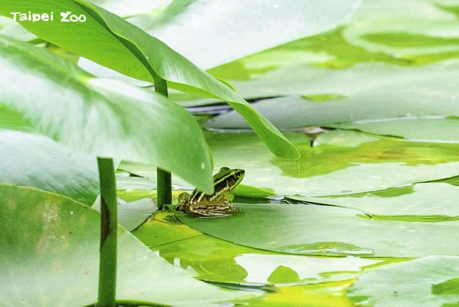 希望台北赤蛙能早日重返野外栖地