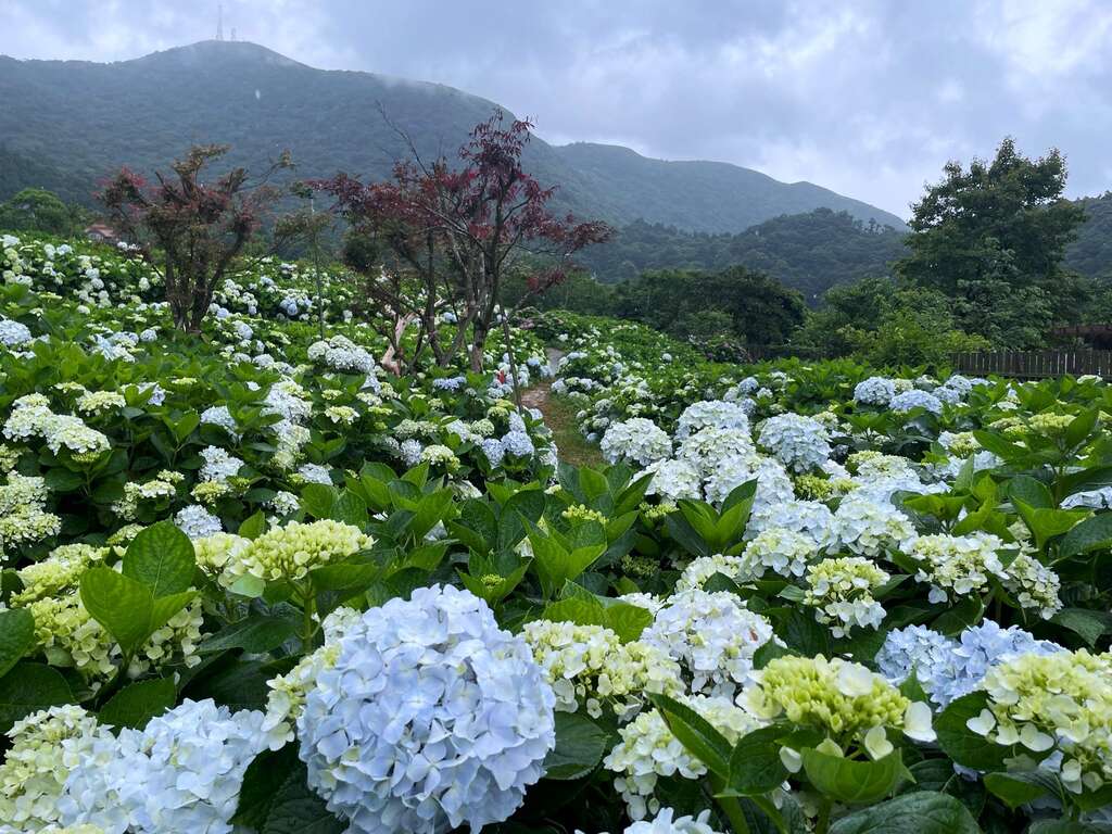 云雾中的白色花海
