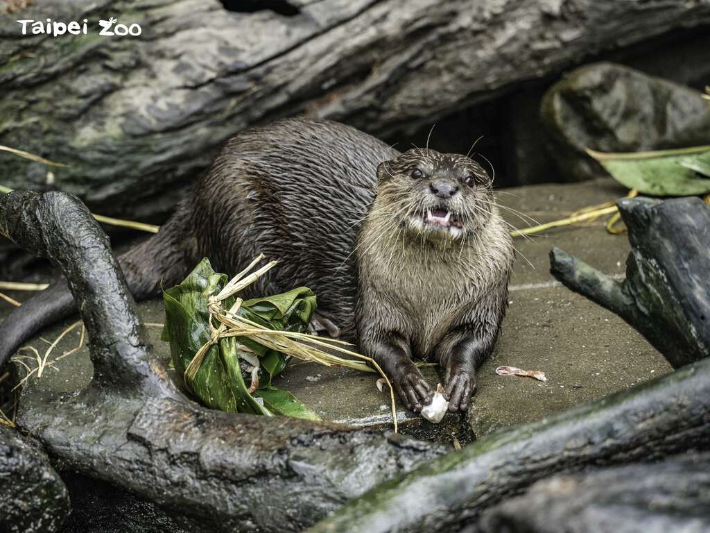 Taipei Zoo to Close June 20-30 for Summer Recess, Provide Ice Zongzi to Animals to Celebrate Dragon Boat Festival