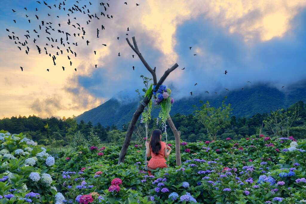 竹子湖でアジサイのお花見!