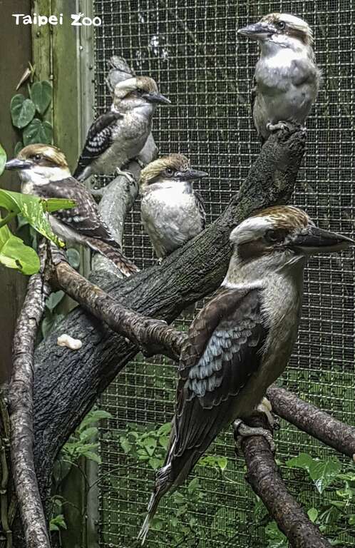 笑翠鳥全家福（符成棟攝）