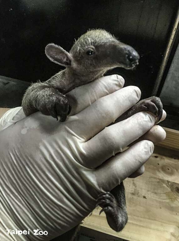 小食蚁兽宝宝：大家好，我是你们最爱的「红包」(朱俊享摄)(图片来源：台北市立动物园)