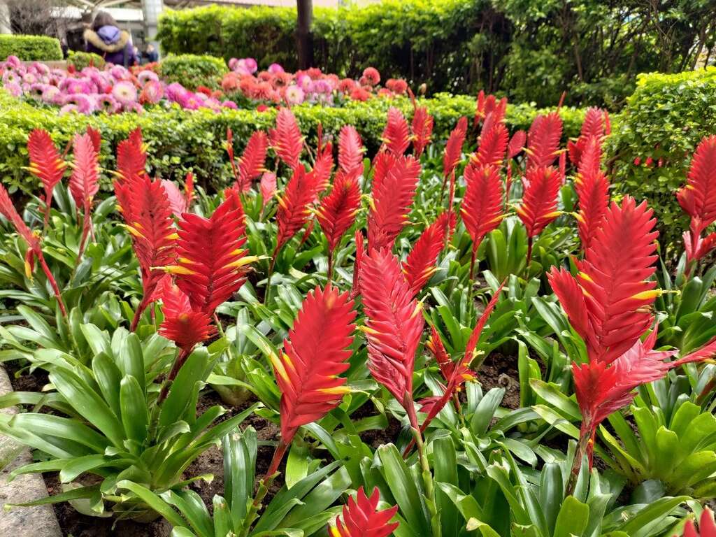 大紅的玉扇鳳梨帶來熱鬧吉祥的氛圍(圖片來源：臺北市政府工務局公園路燈工程管理處)