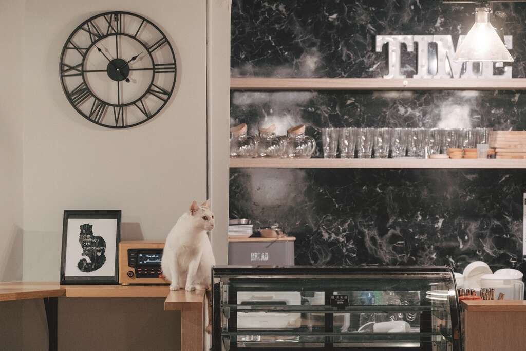 「猫食光」是许多街猫安居的园地。（摄影／蔡耀徵）