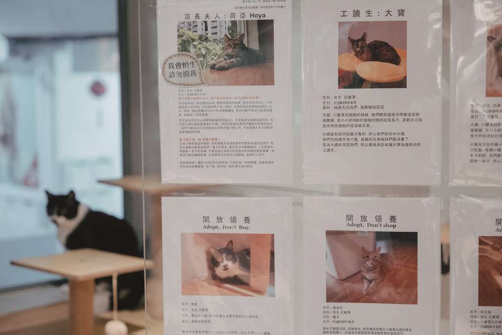 猫儿们以中途咖啡厅为中继站，等待有缘人成为未来的家人。（摄影／蔡耀徵）