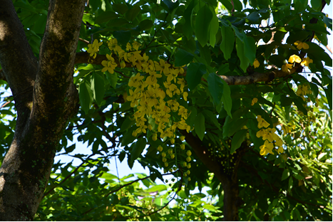 阿勃勒一串串鮮明黃色的花朵，造型若似一盞盞黃色吊飾。(圖片來源：臺北市政府工務局公園路燈工程管理處)