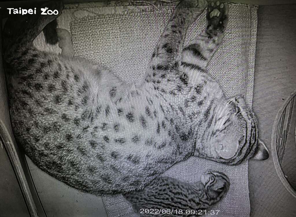 「平平」和寶寶熟睡中(圖片來源：臺北市立動物園)