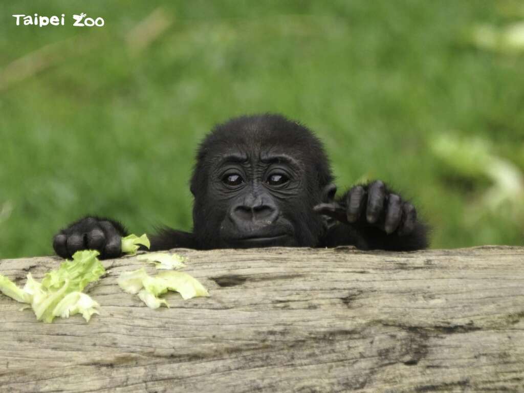7月30日的主題是金剛猩猩，記得來收集我的徽章哦！(圖片來源：臺北市立動物園)
