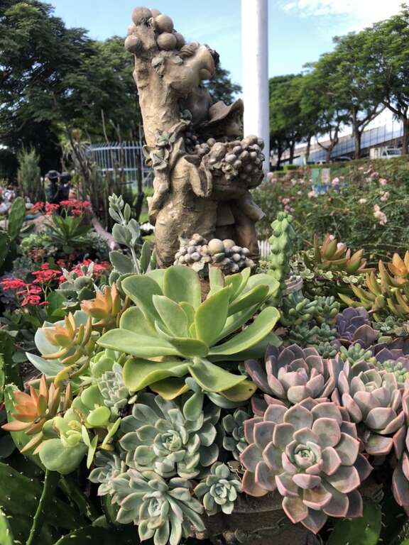 水亮光泽的绿色、紫色、粉色和深咖啡色叶片，带来浓浓的清凉气息，有些品种甚至呈现红色的叶缘。(图片来源：台北市政府工务局公园路灯工程管理处)