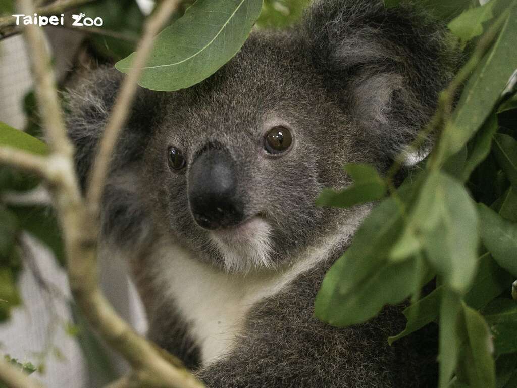 大家好，我的名字叫做「Bess」，我是女生呦！(圖片來源：臺北市立動物園)