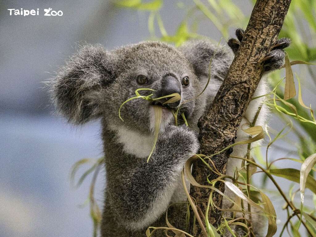 新鮮的嫩葉太好吃了(圖片來源：臺北市立動物園)