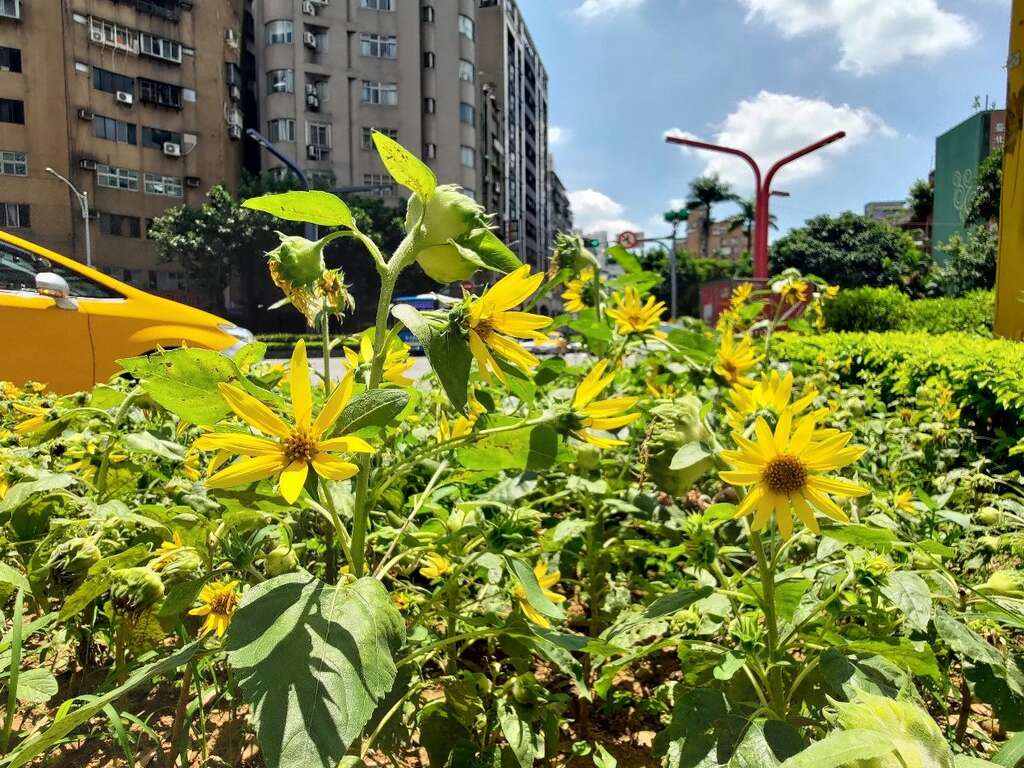 如夏日太阳一般热情奔放的向日葵(图片来源：台北市政府工务局公园路灯工程管理处)