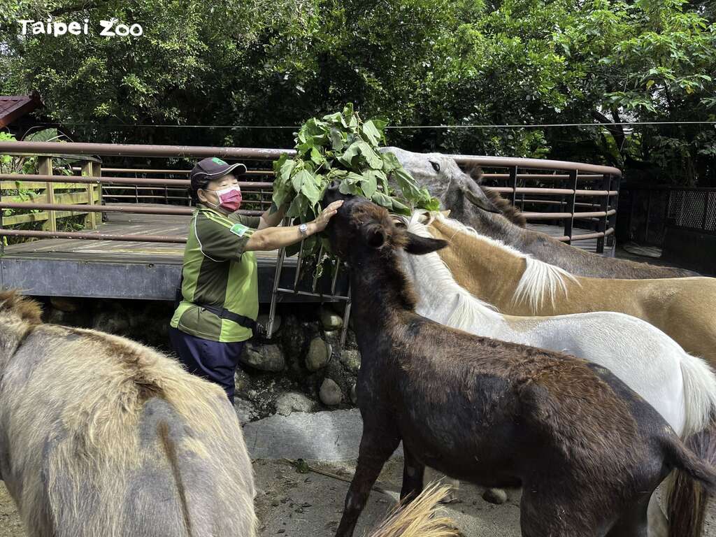 如果在動物園看到甚麼想不通的動物行為，仔細觀察，小細節或許會透露玄機(圖片來源：臺北市立動物園)