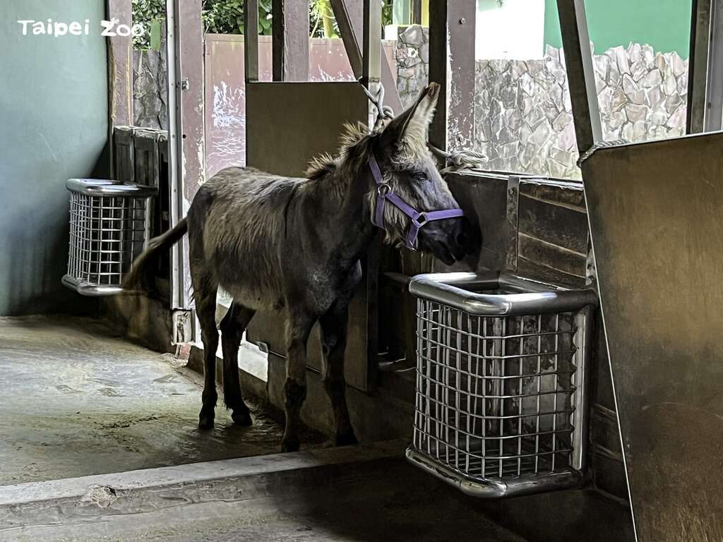 猜猜看，夏天兒童動物區的馬和驢為什麼會一直停在室內並且靠在牆邊呢？(圖片來源：臺北市立動物園)