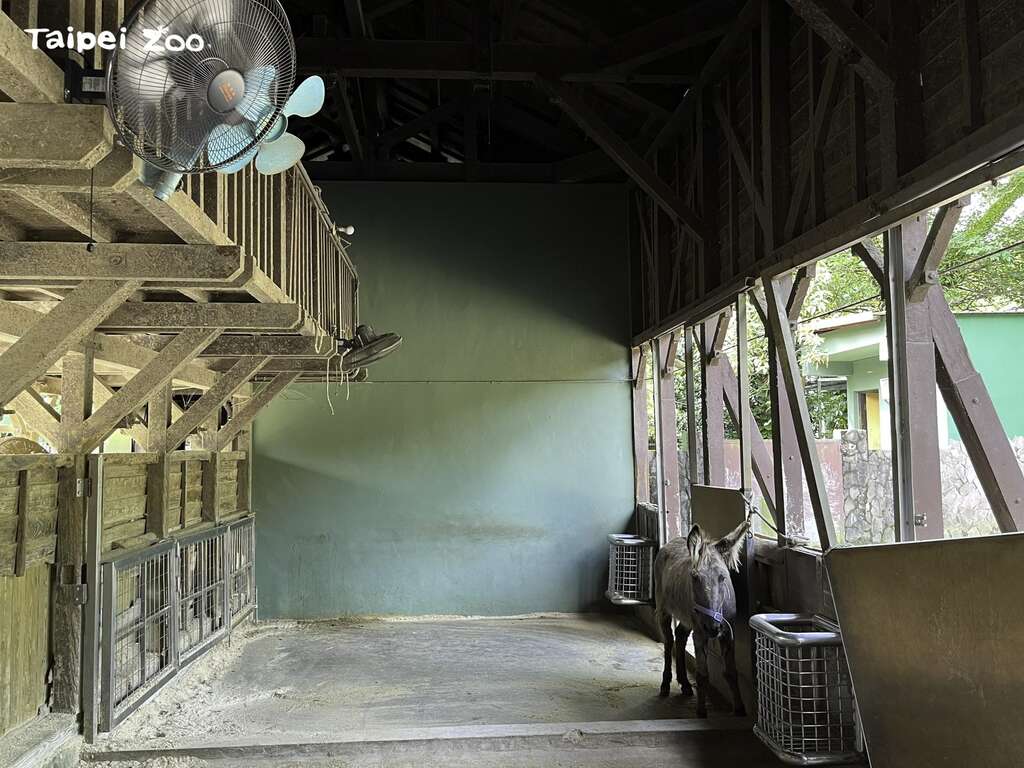 猜對了嗎？原來是為了吹涼涼啦！(圖片來源：臺北市立動物園)