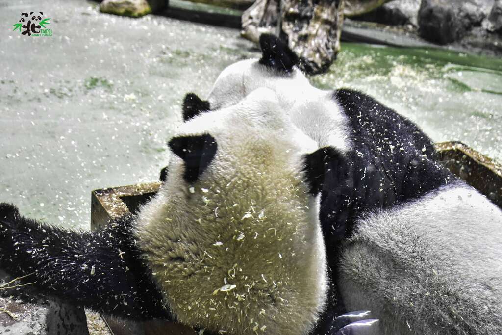 「木屑泳池」一向是大貓熊母女的最愛(有點擠XDXD)(圖片來源：臺北市立動物園)