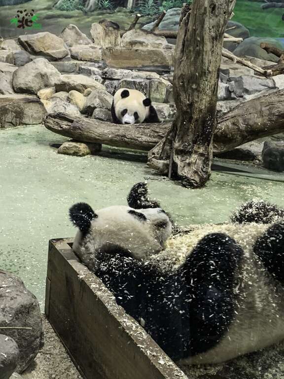 炎热的夏天，看到「圆宝」泡在凉凉的「冷泉」中，感觉真的好享受(图片来源：台北市立动物园)