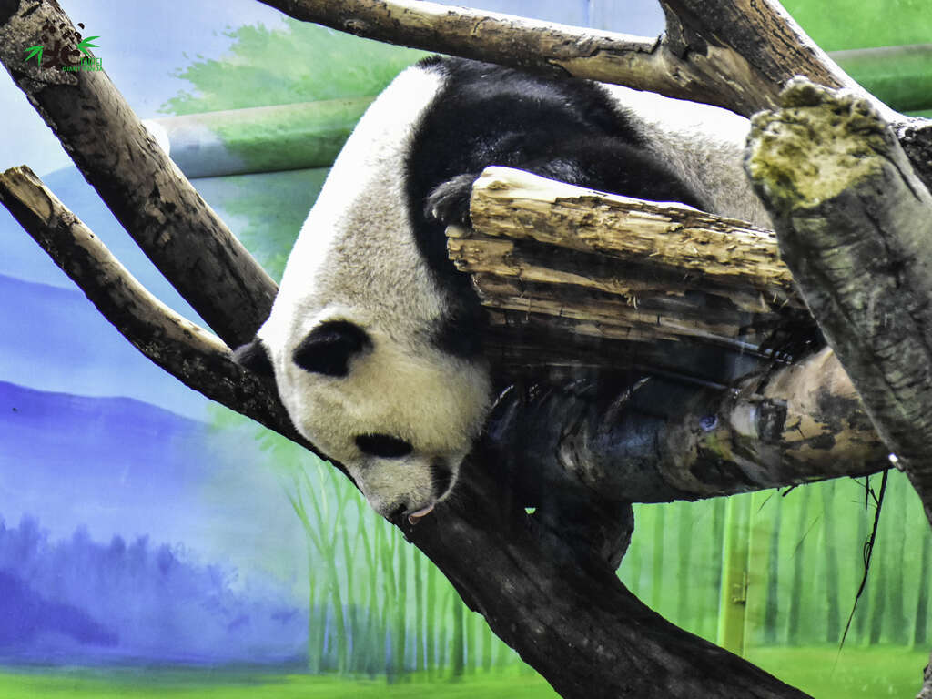 保育员：「圆仔」你怎麽啦？「圆仔」：刚刚好吵哦！不开心！(图片来源：台北市立动物园)