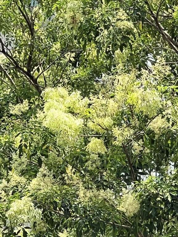 光蠟樹果莢(圖片來源：臺北市政府工務局公園路燈工程管理處)