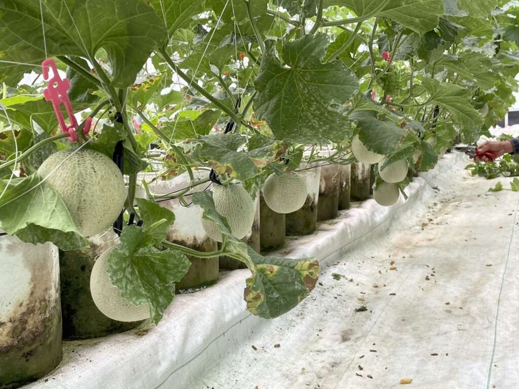 粒粒饱满哈密瓜(图片来源：台北市政府产业发展局)