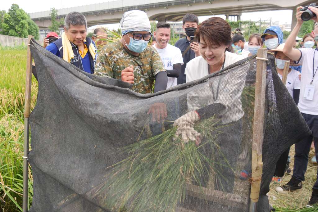 食農教育打穀體驗(圖片來源：臺北市政府產業發展局)