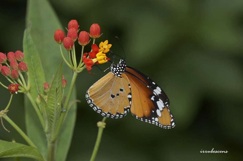 金斑蝶在馬利筋上吸食蜜汁(圖片來源：臺北市動物保護處)
