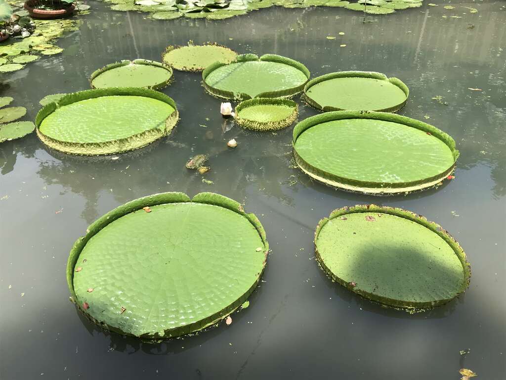 大王莲是至德园水池的要角(图片来源：台北市政府工务局公园路灯工程管理处)
