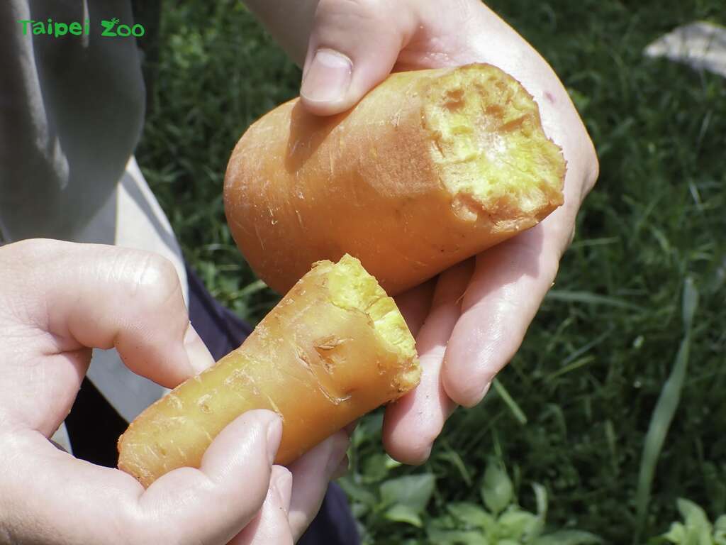 不分切的整根红萝卜，对体型娇小的黑冠松鼠来说很「巨大」(图片来源：台北市立动物园)