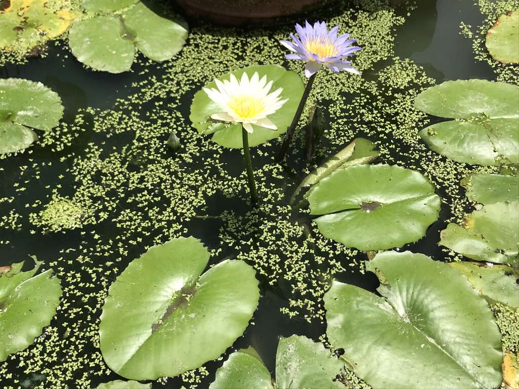 ​Early summer flower viewing secret spot "Zhide Garden" lotus and lotus blooming at the same time.