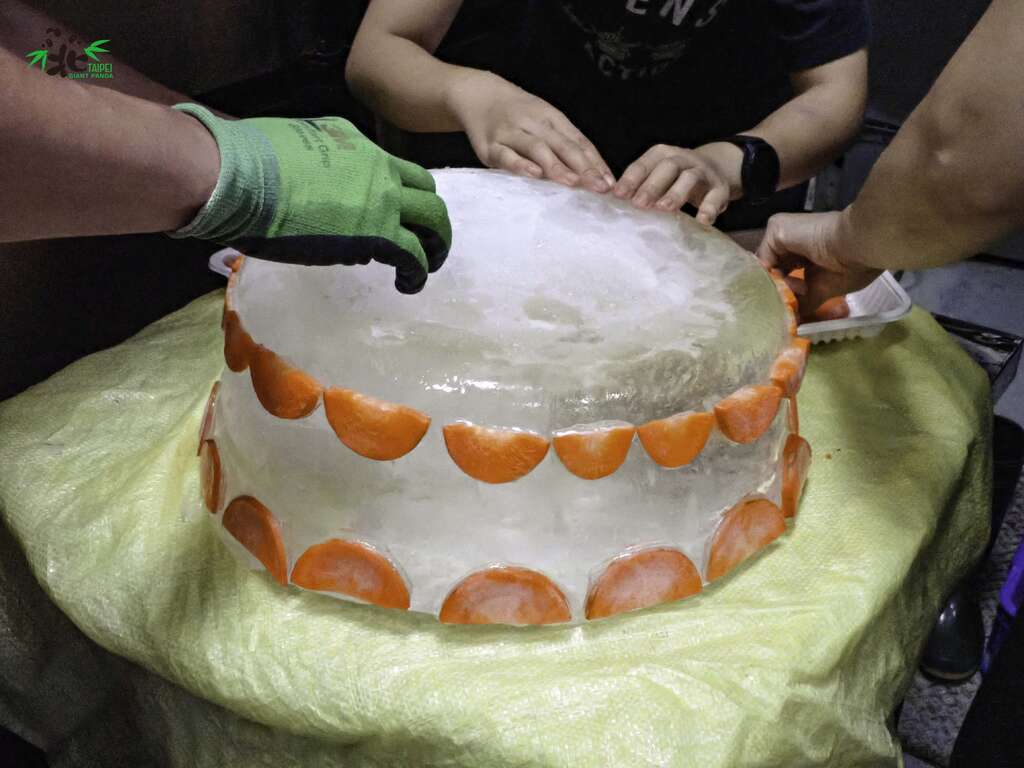 「圆圆」的蛋糕是圆型的底座(图片来源：台北市立动物园)