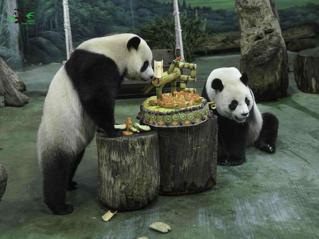 「圆宝」(左)又可以和妈妈一起享用蛋糕了！(詹德川摄)(图片来源：台北市立动物园)