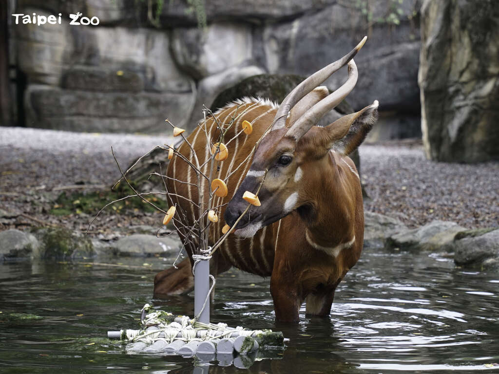 暑期實習生在自製的水管筏上放置胡蘿蔔，吸引羚羊們主動下水(圖片來源：臺北市立動物園)