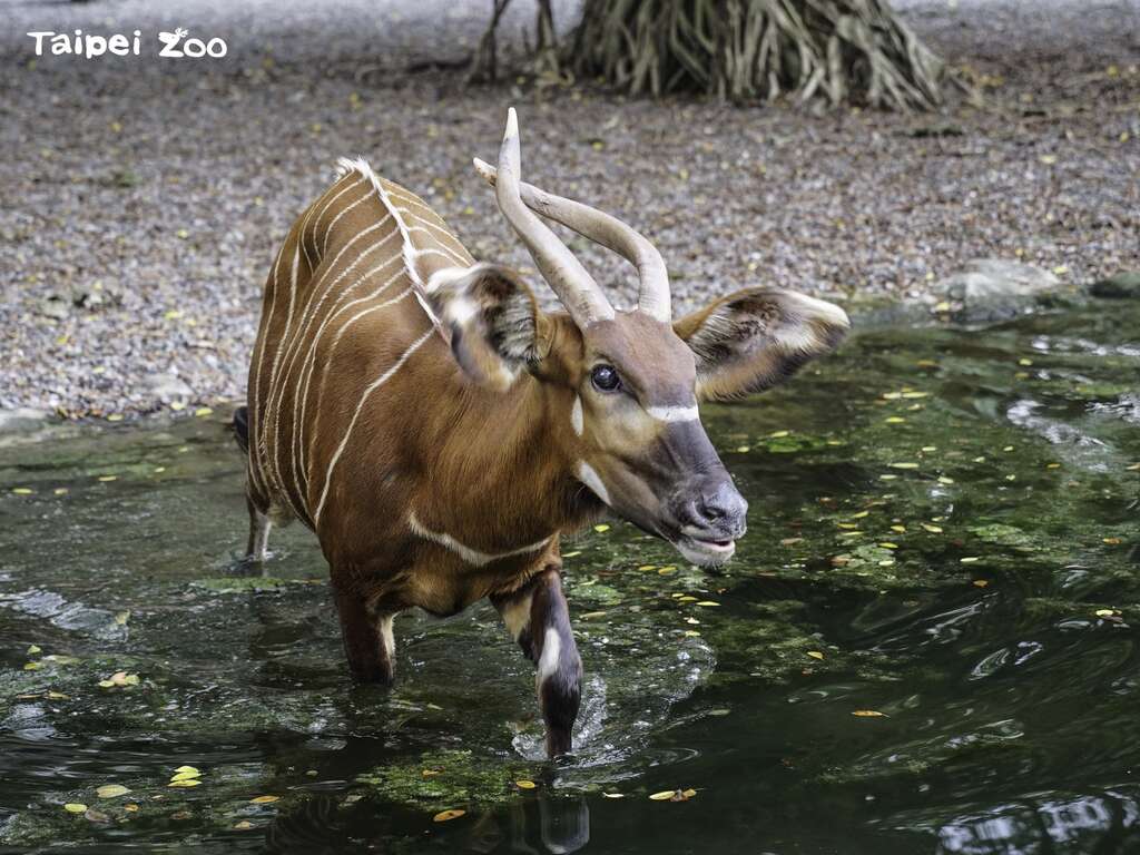 期待斑哥羚羊未來能自主走下水池，享受降溫的樂趣(圖片來源：臺北市立動物園)