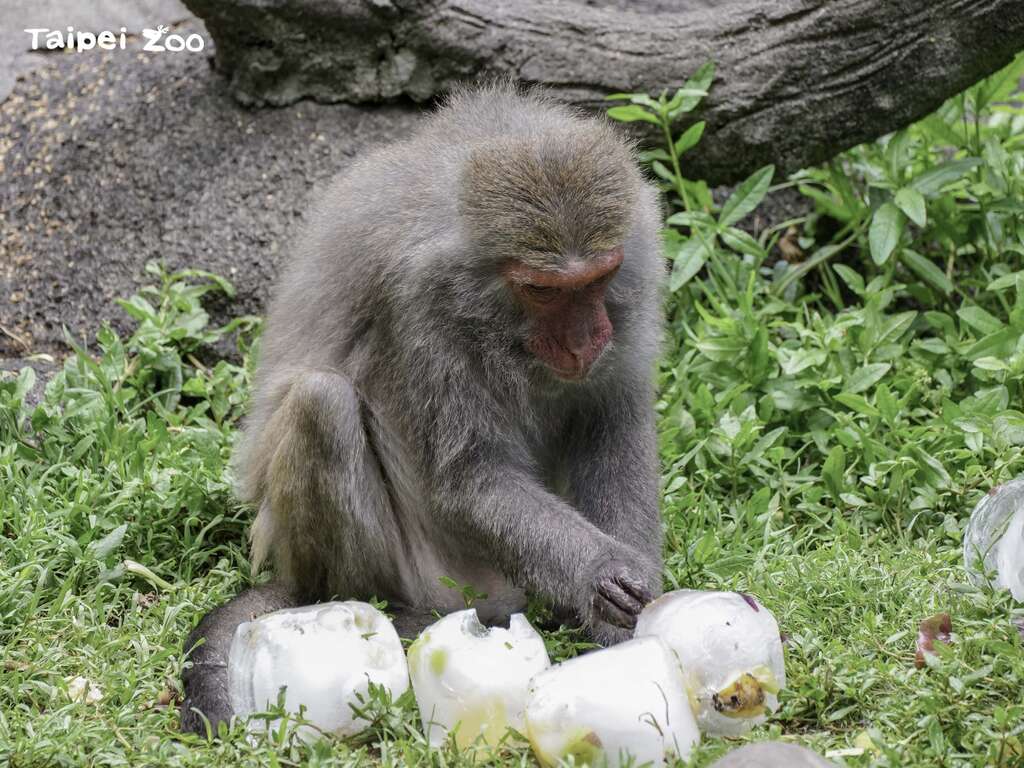 台湾猕猴：哈哈！我是冰块富翁(图片来源：台北市立动物园)