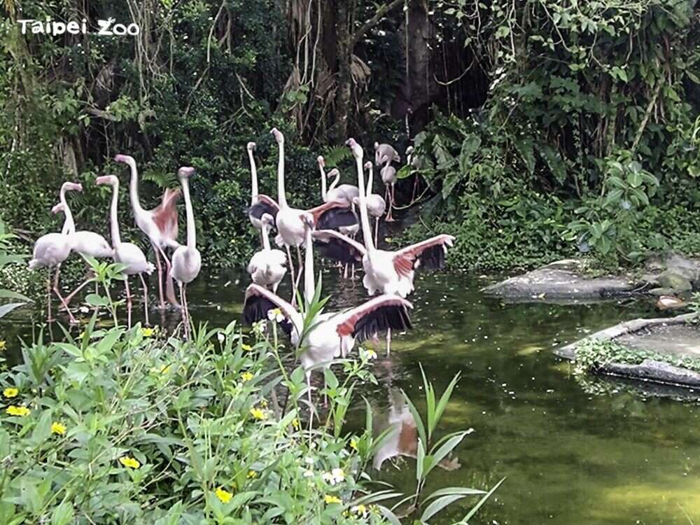 每天早上8点55分左右，大红鹤们一只接着一只，鱼贯地从通道走出来(图片来源：台北市立动物园)