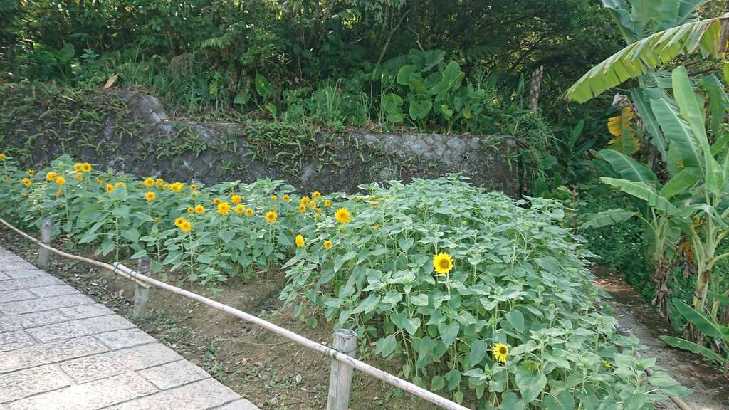 向日葵近照(圖片來源：臺北市政府工務局大地工程處)