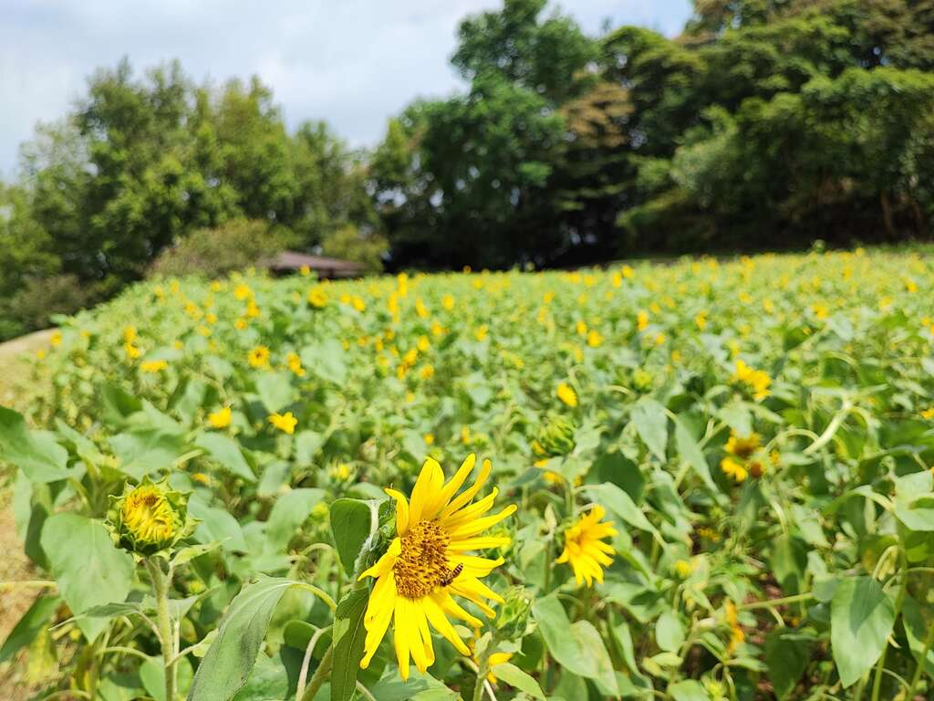 黃澄澄的向日葵(圖片來源：臺北市政府工務局大地工程處)