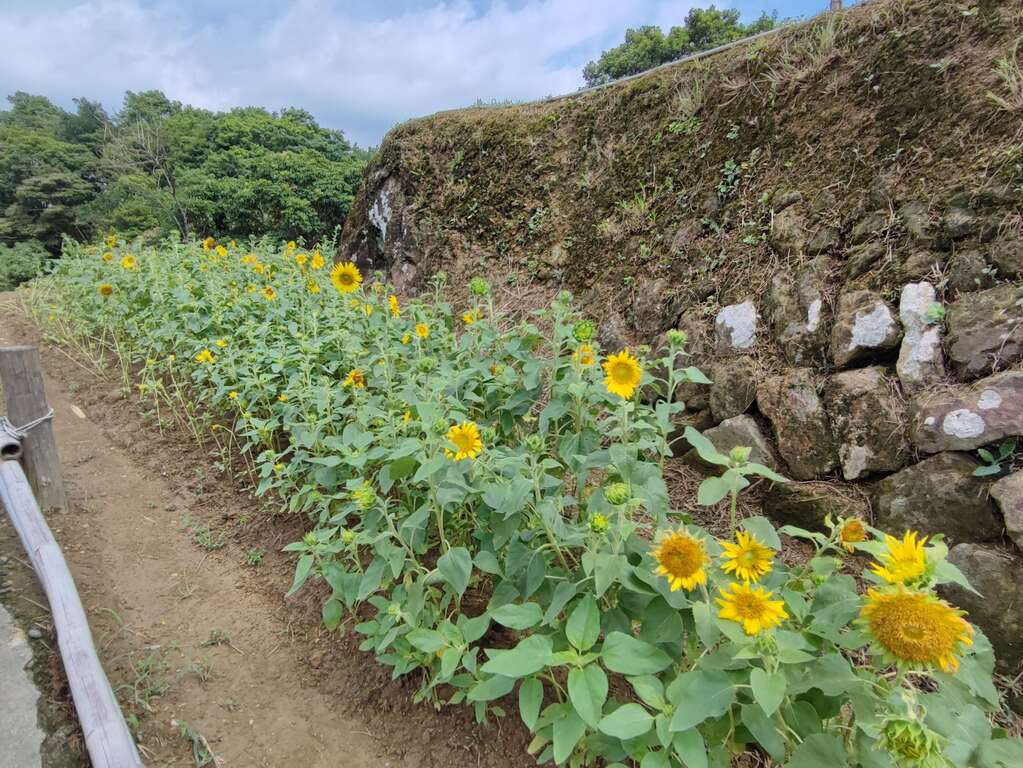 梯田花況(圖片來源：臺北市政府工務局大地工程處)