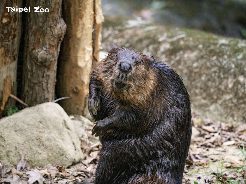 「薯餅」：這世界上沒有我不能解決的「木頭」！(圖片來源：臺北市立動物園)