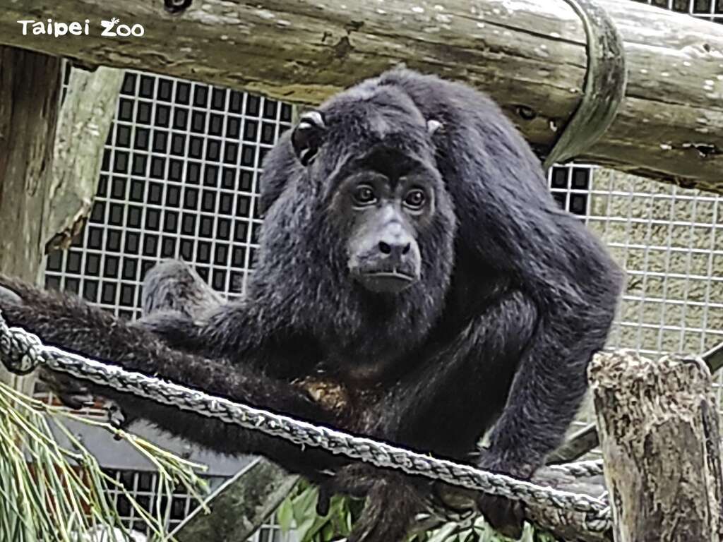 黑吼猴爸爸「Luca」超级挑食(图片来源_台北市立动物园)