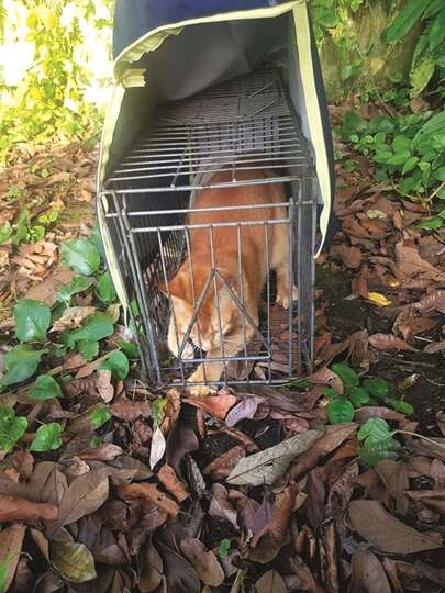 02-this is the orange cat i spent 7 hours trapping-貓咪衝撞誘捕籠-零恐懼誘捕技巧-貼心毛寶貓行為諮商與訓練 (Copy)