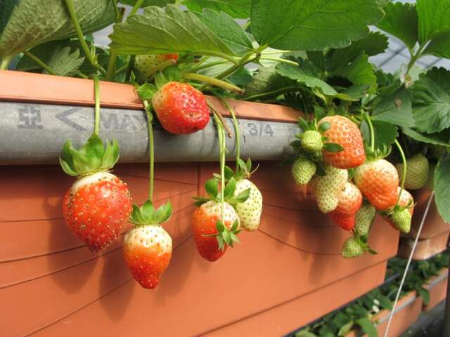 Strawberry-picking in Baishihu