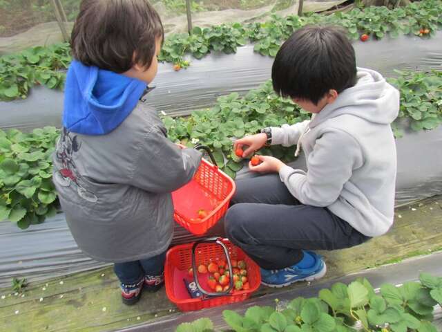 Strawberry-picking in Baishihu